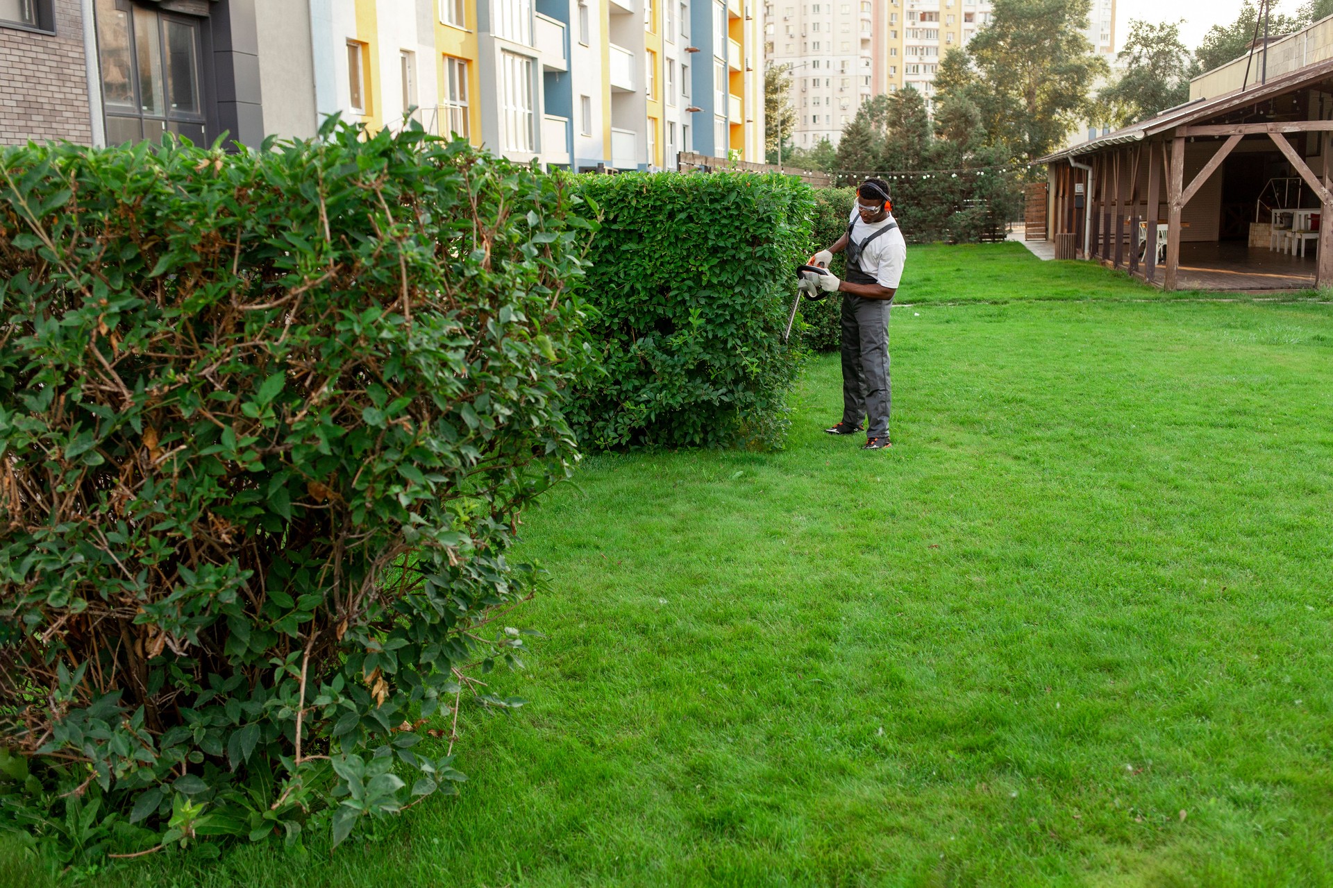african american male garden worker in uniform trims bushes with electric tool