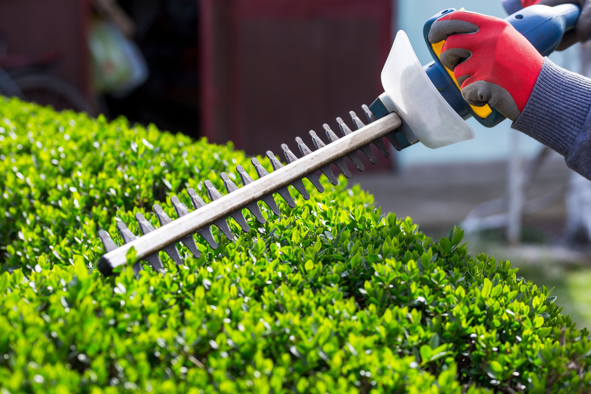 Trimming the Bushes