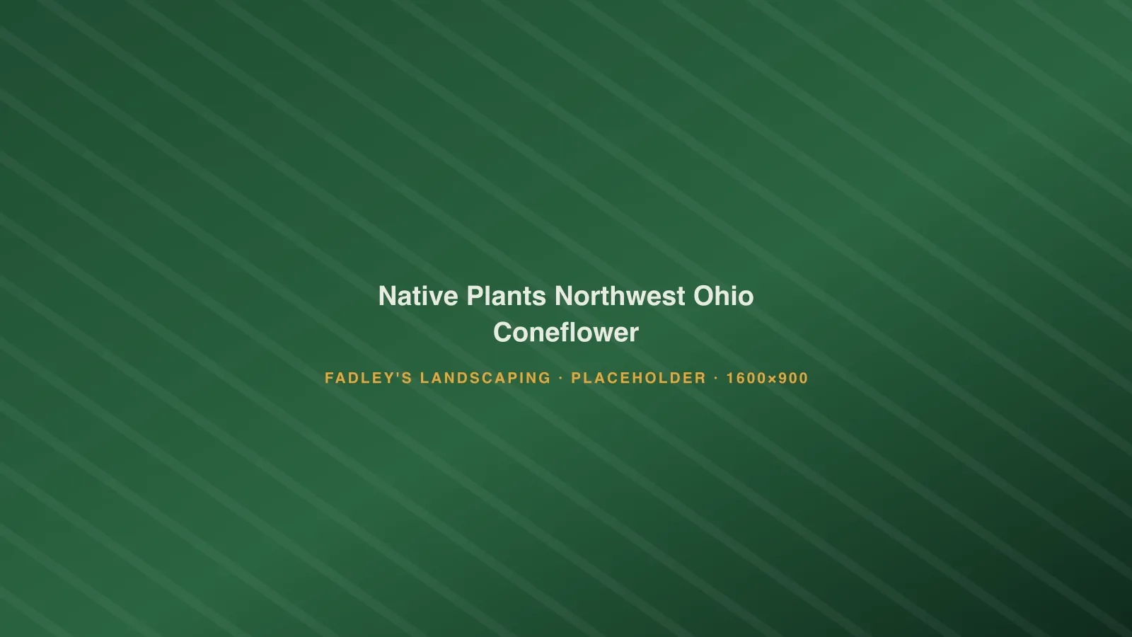 Native purple coneflower and little bluestem grass in a Northwest Ohio landscape bed